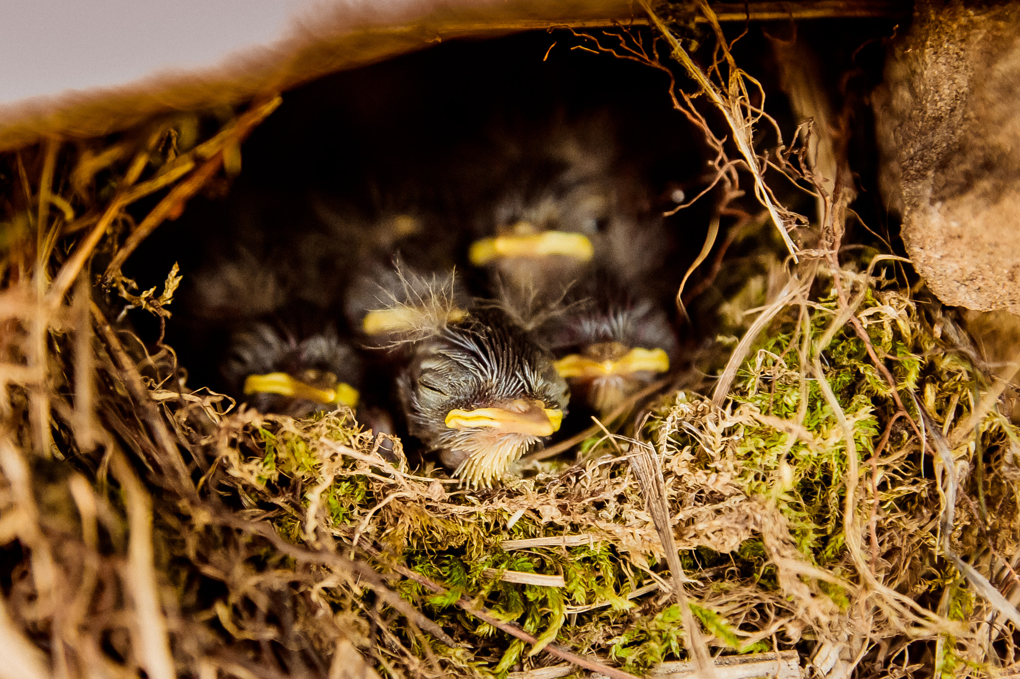 Sony Alpha DSLR-A550 + Sony DT 16-50mm F2.8 SSM sample photo. Five nestlings photography