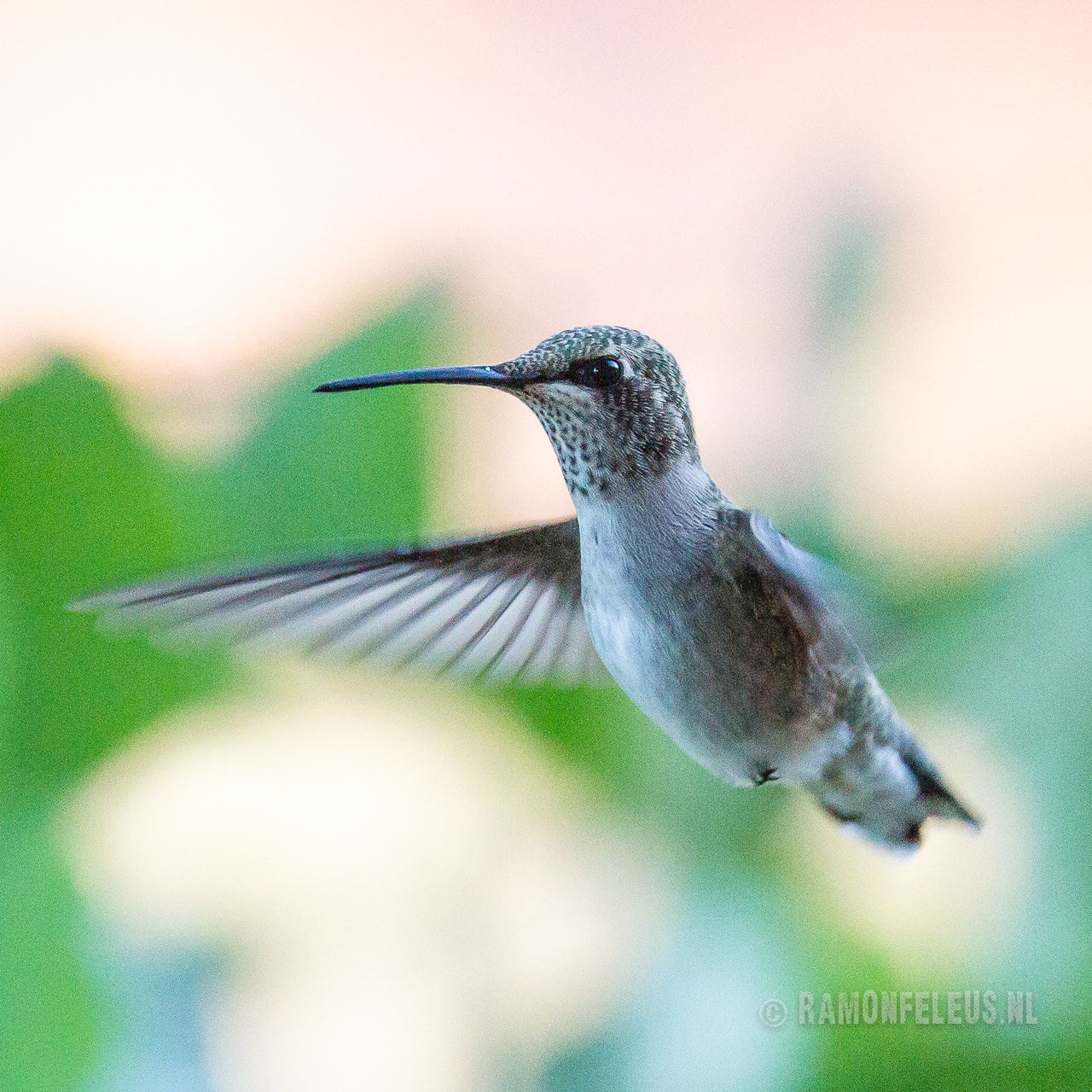 Canon EF 70-300mm F4-5.6L IS USM sample photo. Hummingbird in flight photography