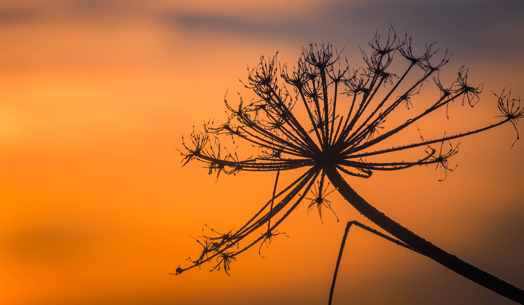 AF Nikkor 70-210mm f/4-5.6 sample photo. Silhouette photography