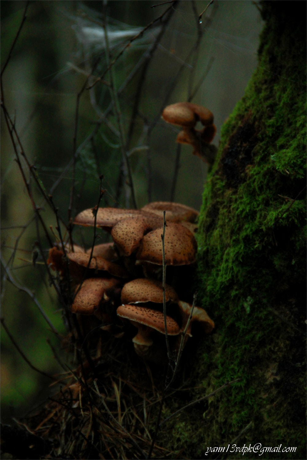 Canon EOS 500D (EOS Rebel T1i / EOS Kiss X3) sample photo. Champignons photography