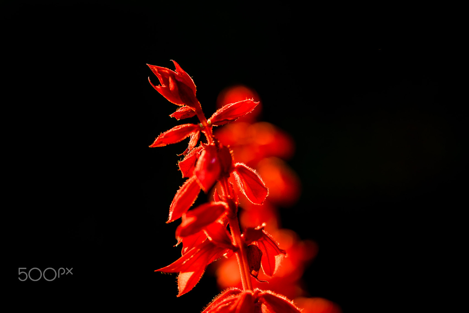 Sigma 105mm F2.8 EX DG OS HSM sample photo. Sunlight effect photography