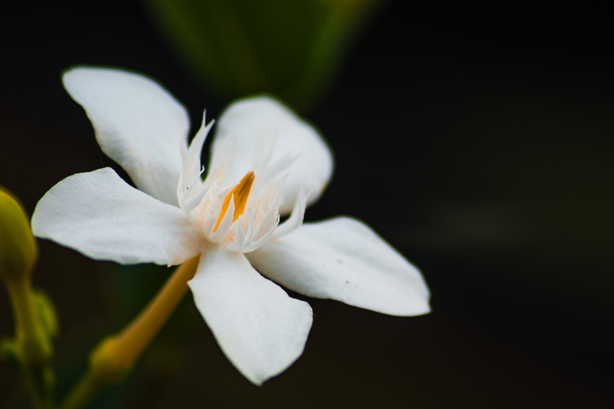 Sigma 70-300mm F4-5.6 APO DG Macro sample photo. Macro photography