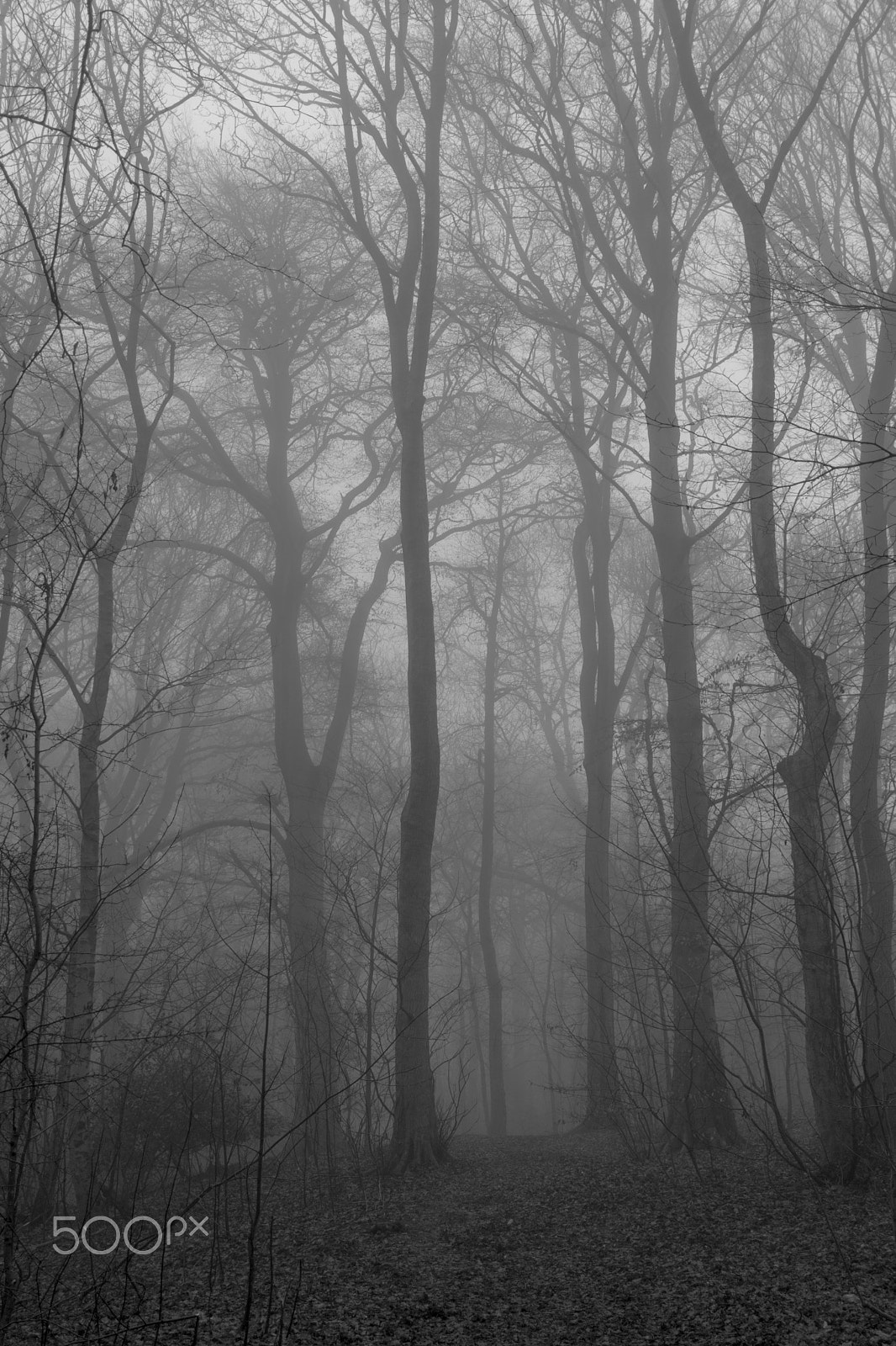 Canon EF-S 24mm F2.8 STM sample photo. Morning  fog in b&w photography