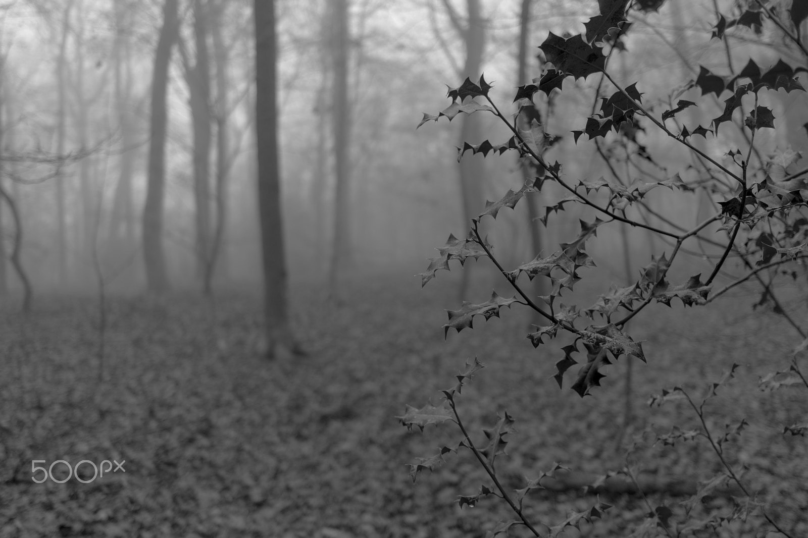 Canon EF-S 24mm F2.8 STM sample photo. Morning  fog in b&w photography