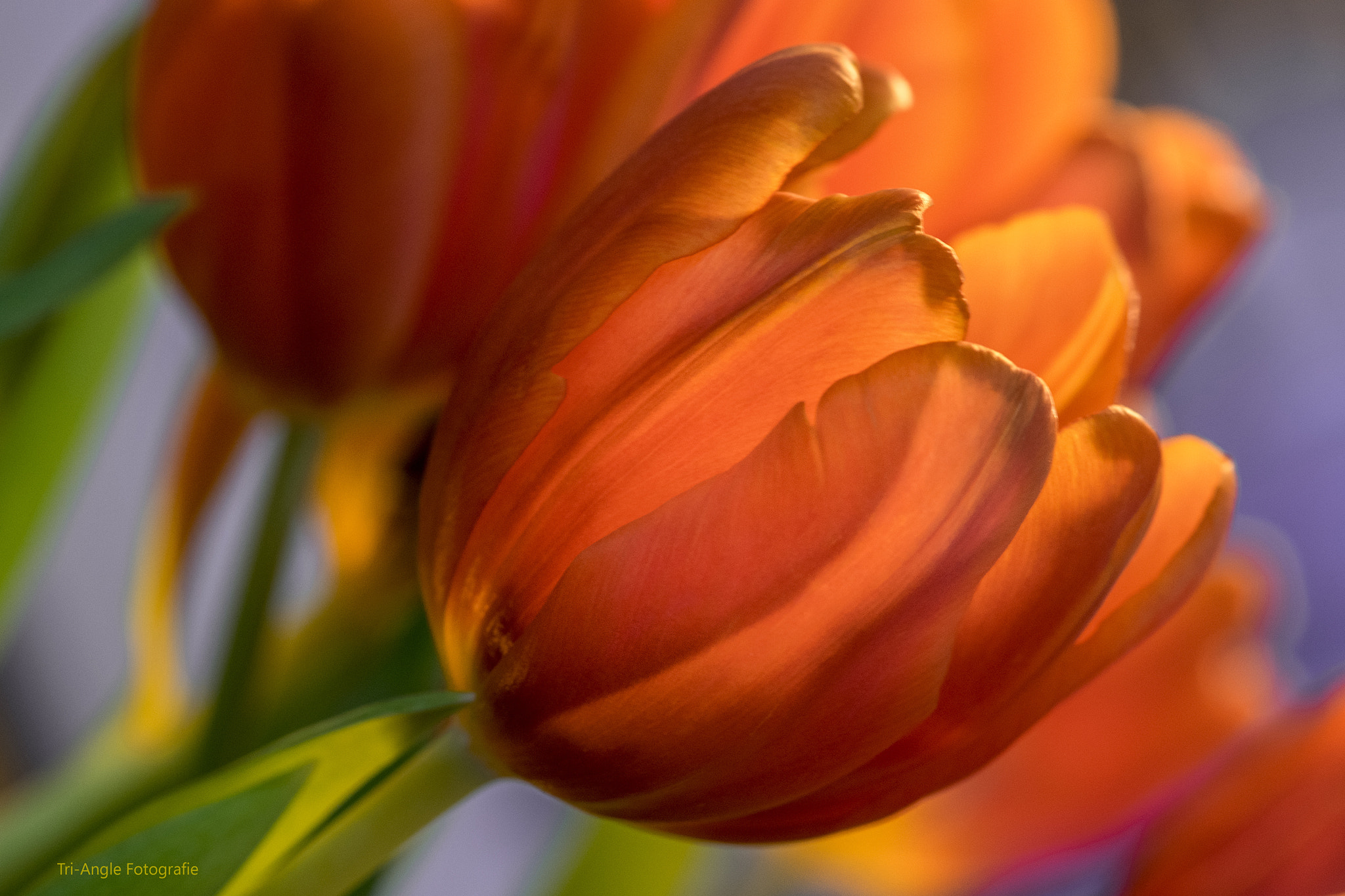 Nikon AF-S Micro-Nikkor 105mm F2.8G IF-ED VR sample photo. What we need is colour photography