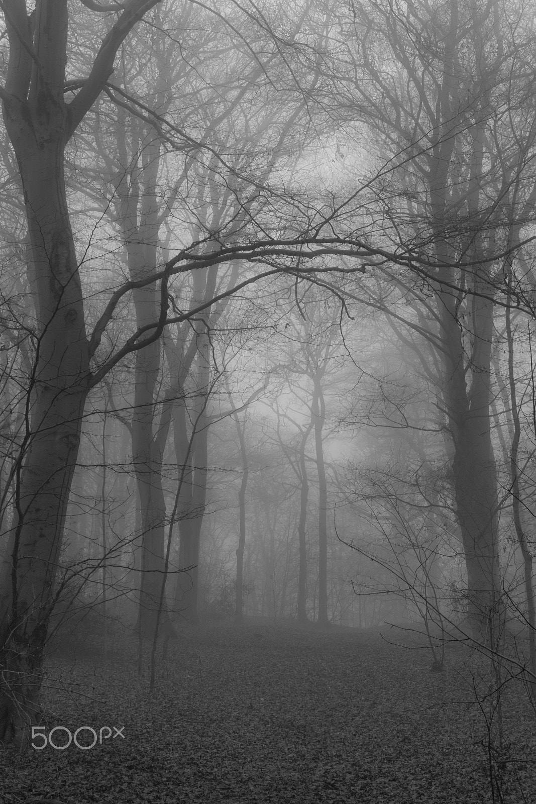 Canon EF-S 24mm F2.8 STM sample photo. Morning  fog in b&w photography