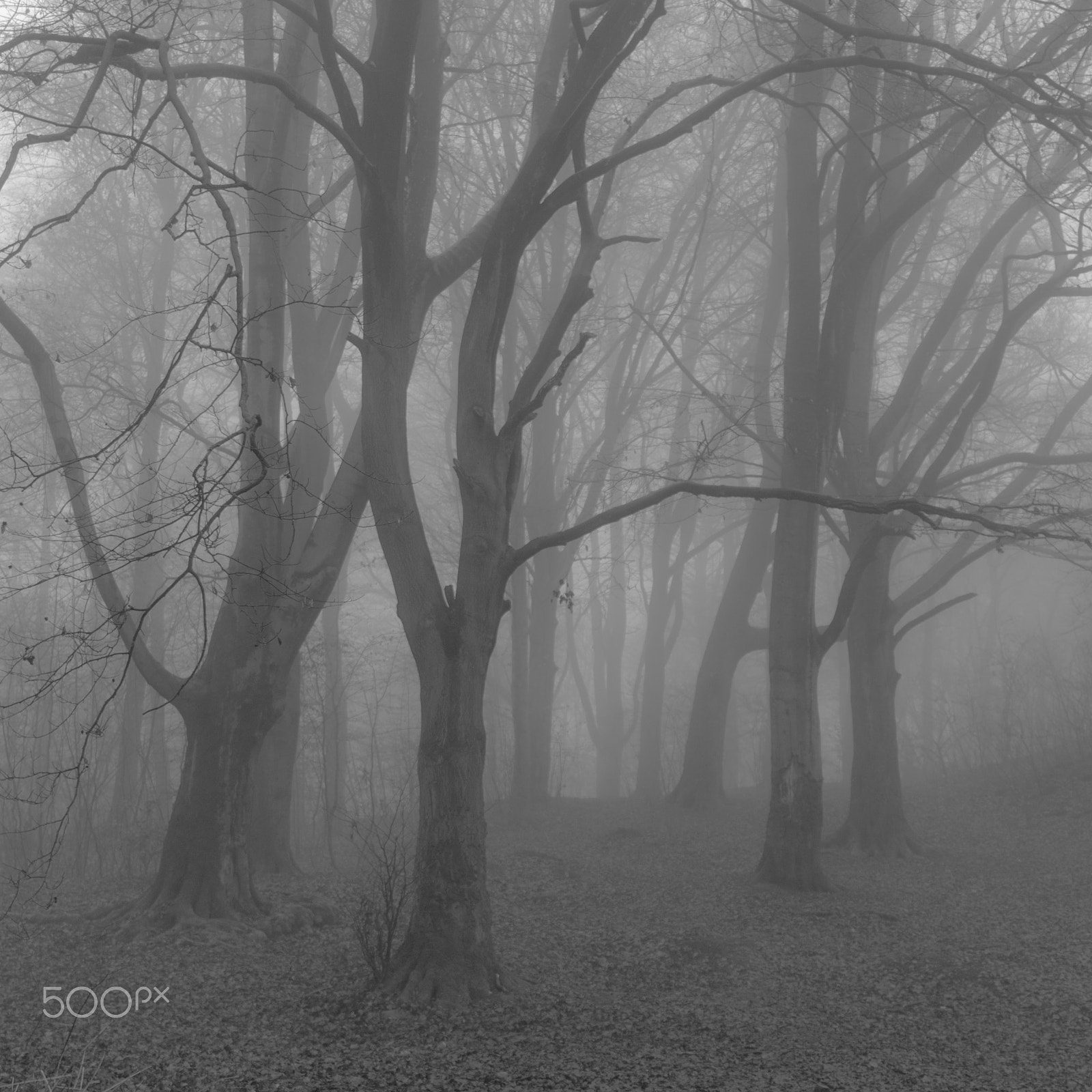 Canon EF-S 24mm F2.8 STM sample photo. Morning  fog in b&w photography