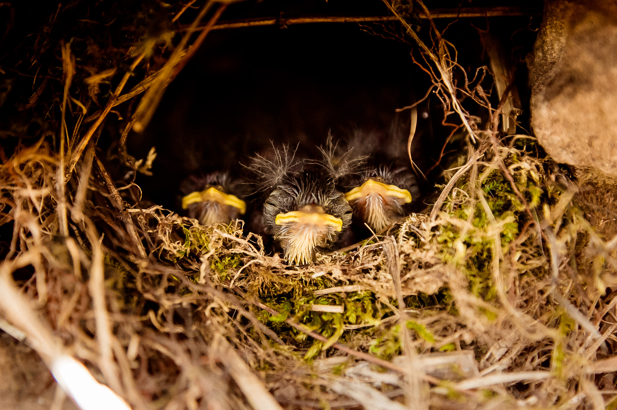 Sony Alpha DSLR-A550 sample photo. Three nestlings photography