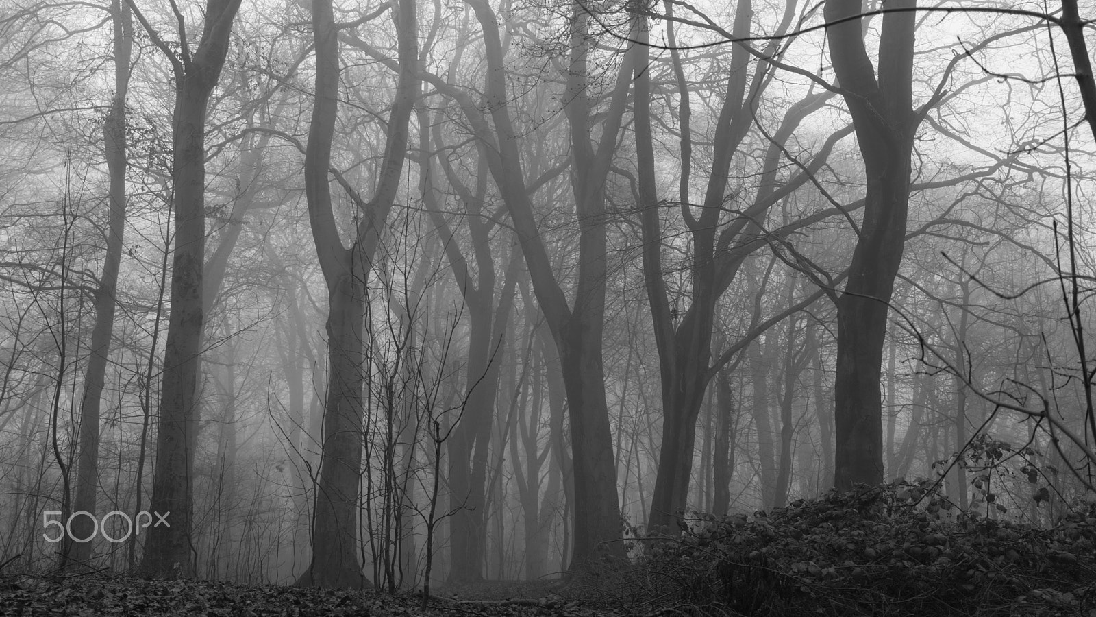 Canon EF-S 24mm F2.8 STM sample photo. Morning  fog in b&w photography