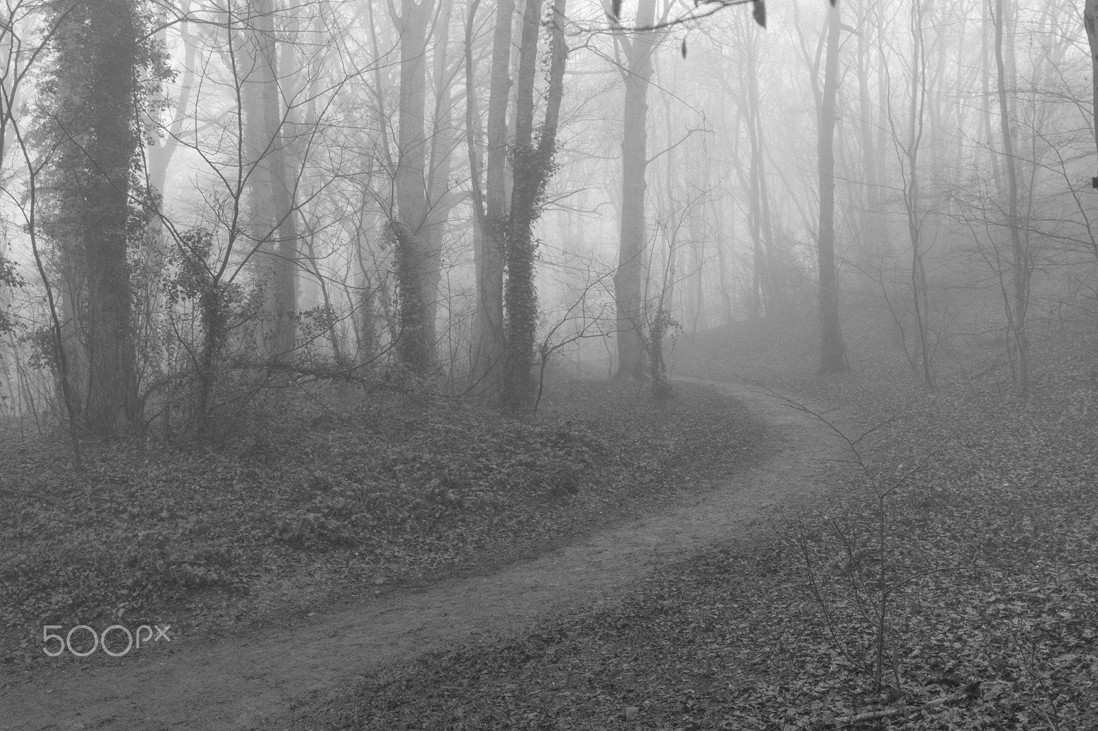 Canon EF-S 24mm F2.8 STM sample photo. Morning  fog in b&w photography