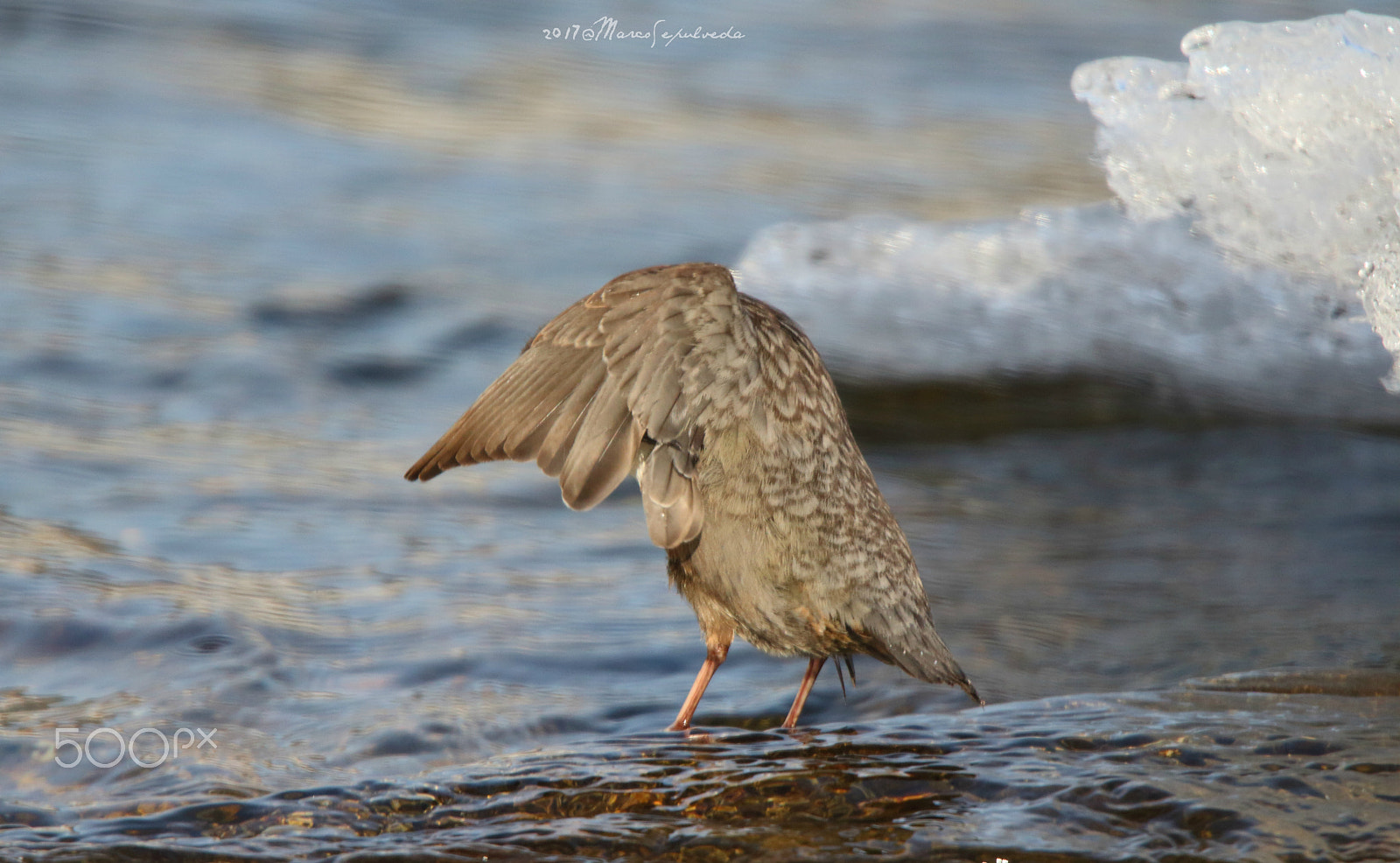 Tamron SP 150-600mm F5-6.3 Di VC USD sample photo. Wasseramsel/ dipper in germany photography