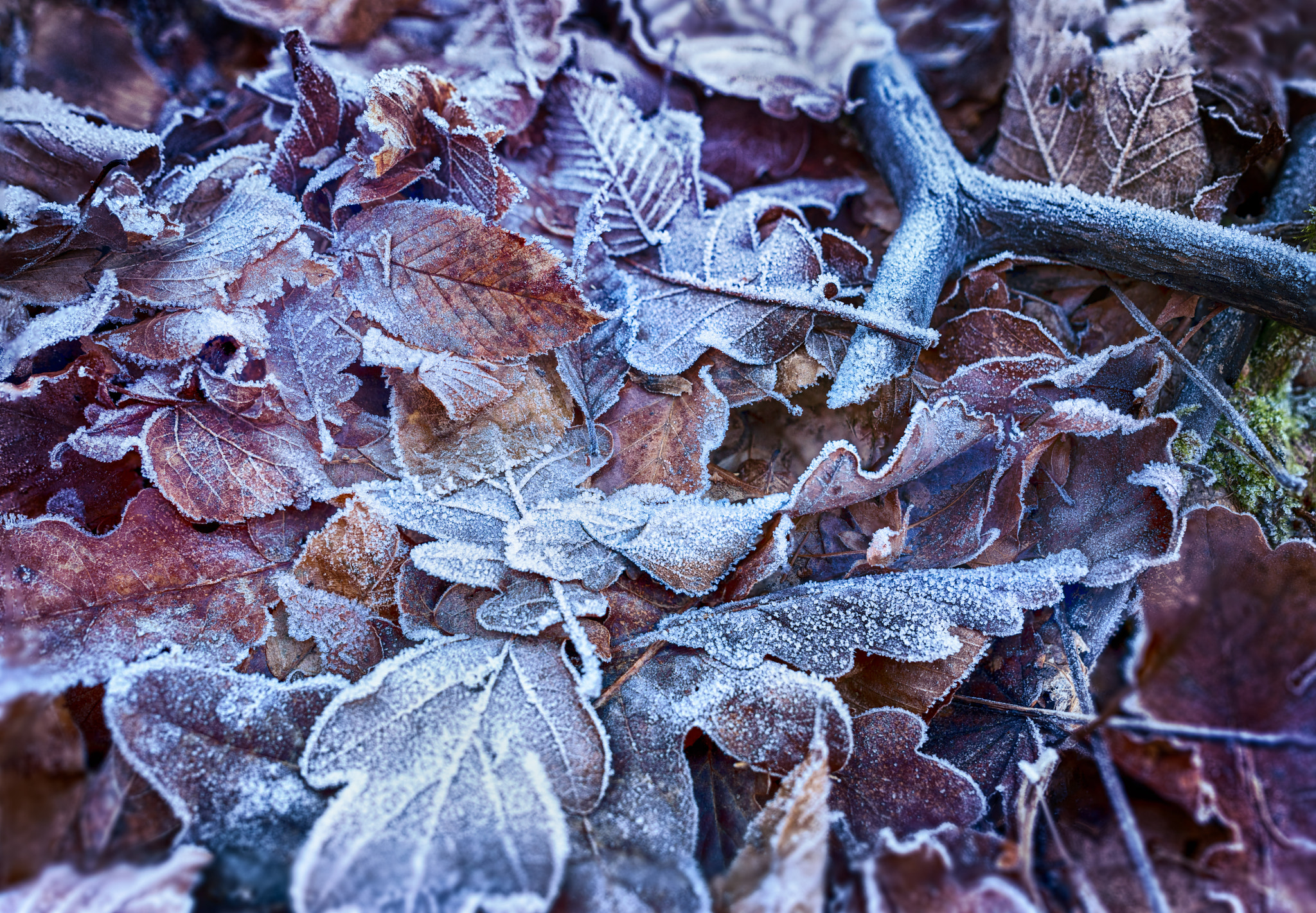 Nikon D800 + Samyang 35mm F1.4 AS UMC sample photo. Winter leaves photography