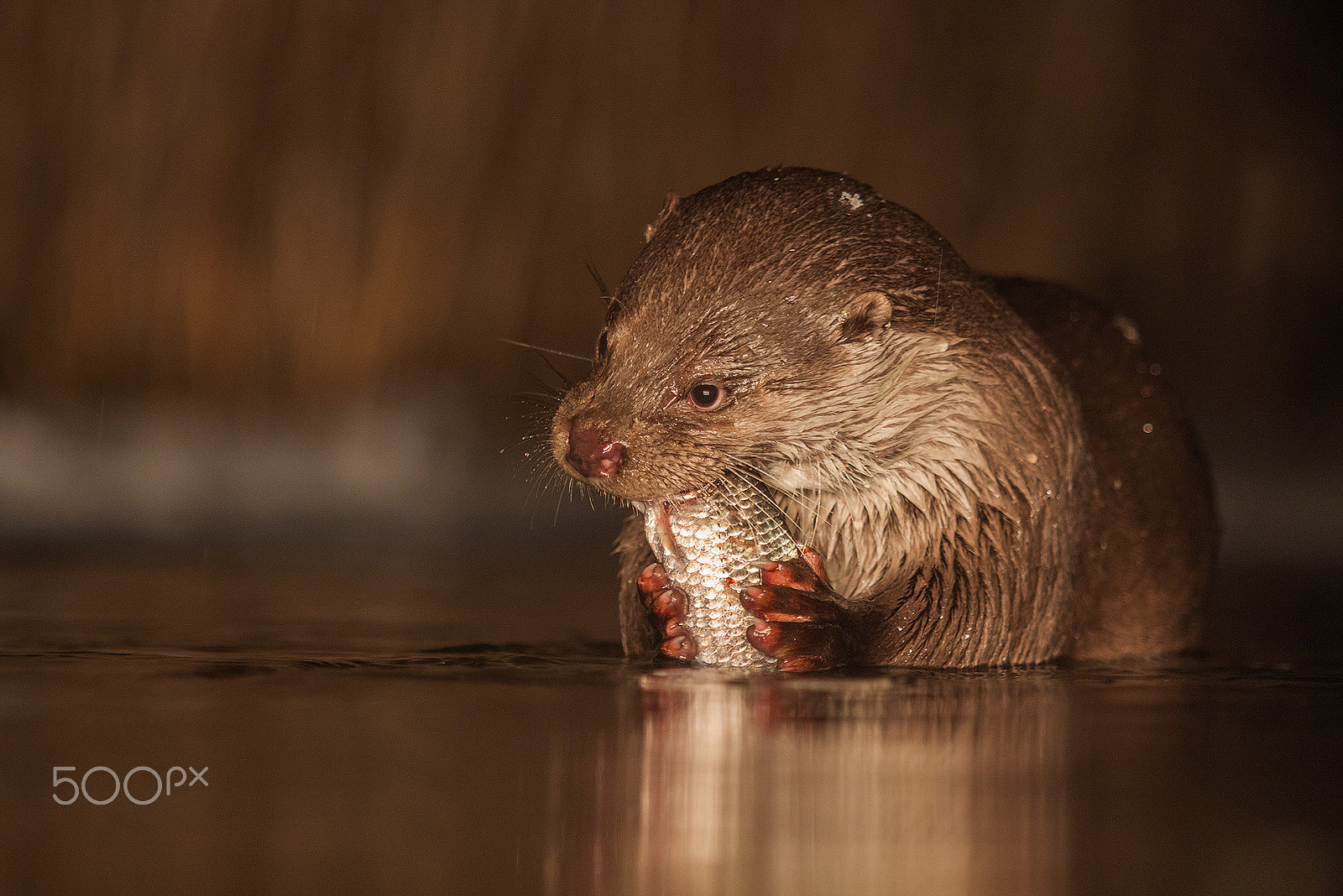 Canon EF 70-200mm F2.8L IS USM sample photo. Otter photography
