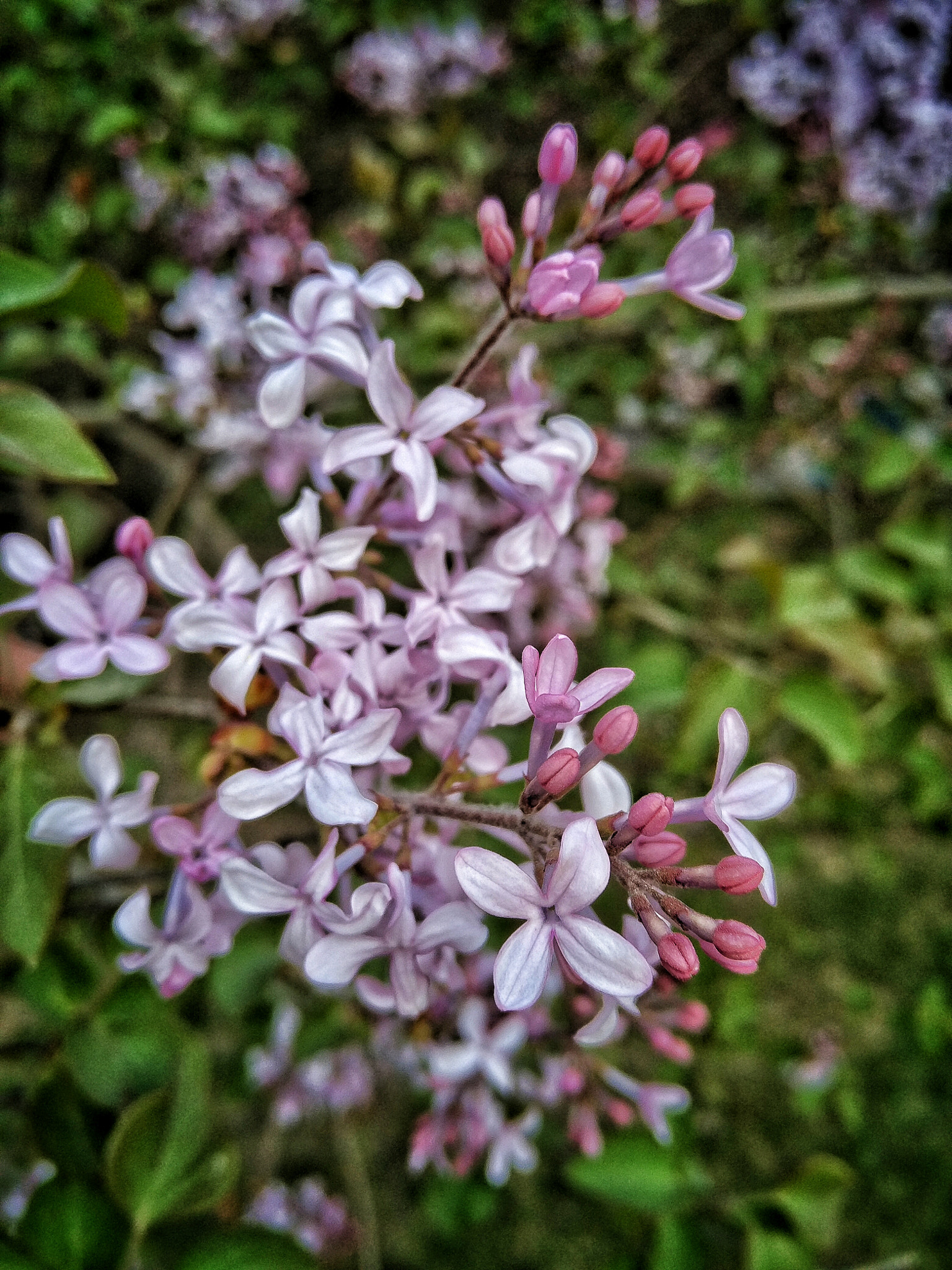 Xiaomi MI NOTE Pro sample photo