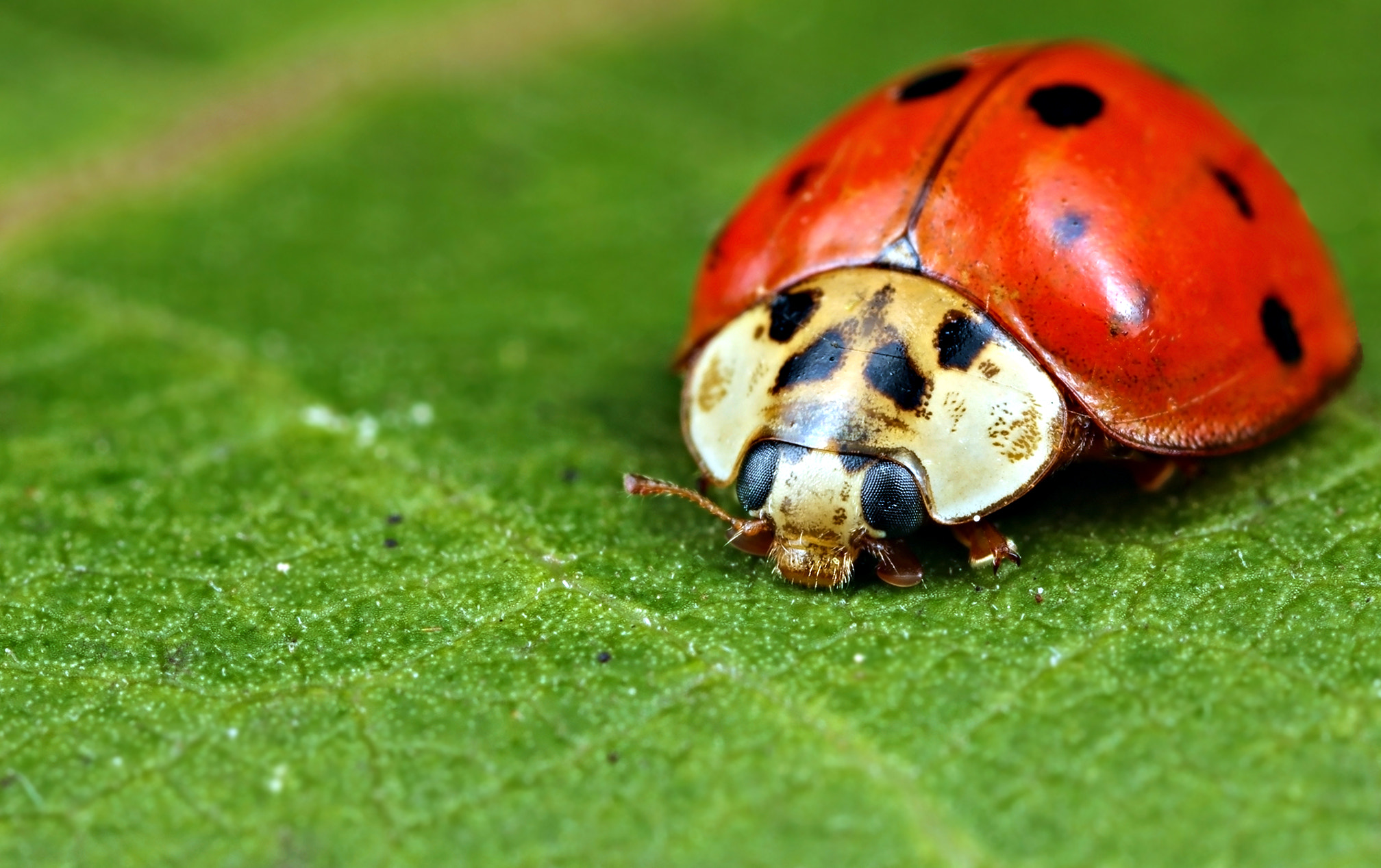 Canon EOS 5DS + Canon MP-E 65mm F2.5 1-5x Macro Photo sample photo. "she's a lady" photography