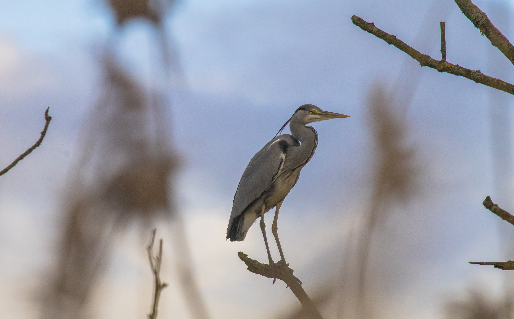 Canon EF 100-400mm F4.5-5.6L IS USM sample photo. Heron sitting on his tree photography