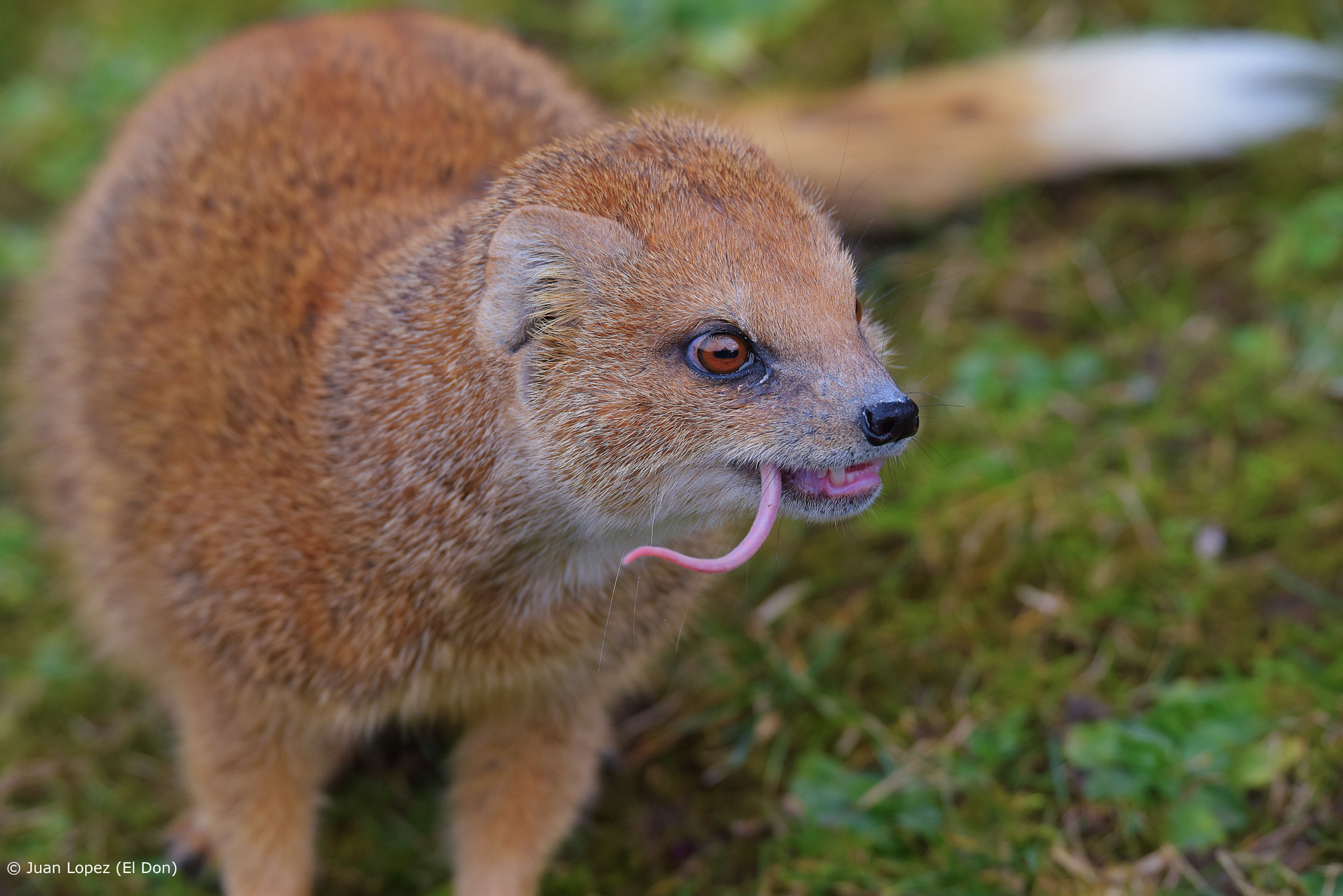 Sigma 150-600mm F5-6.3 DG OS HSM | S sample photo. Red meerkat..!! photography