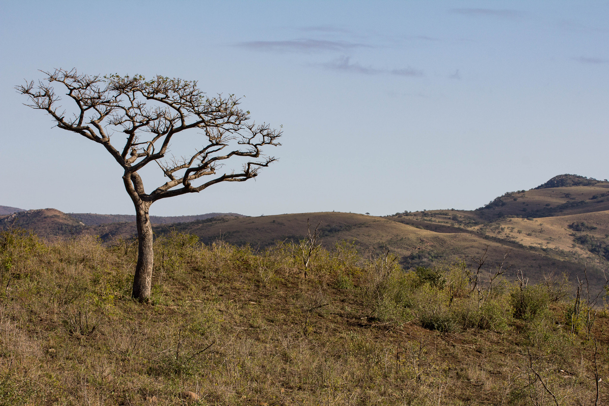 Canon EOS 60D sample photo. Kruger park photography