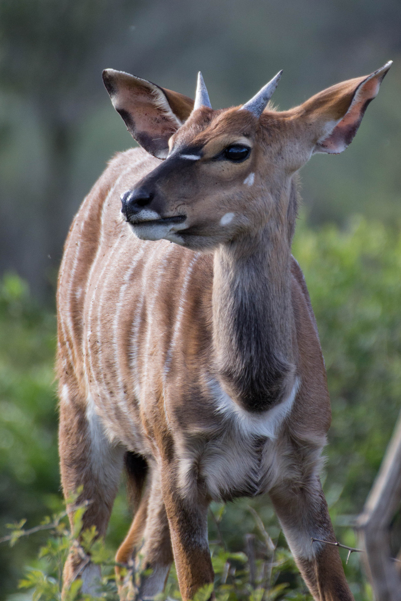 Canon EOS 60D sample photo. Impala photography