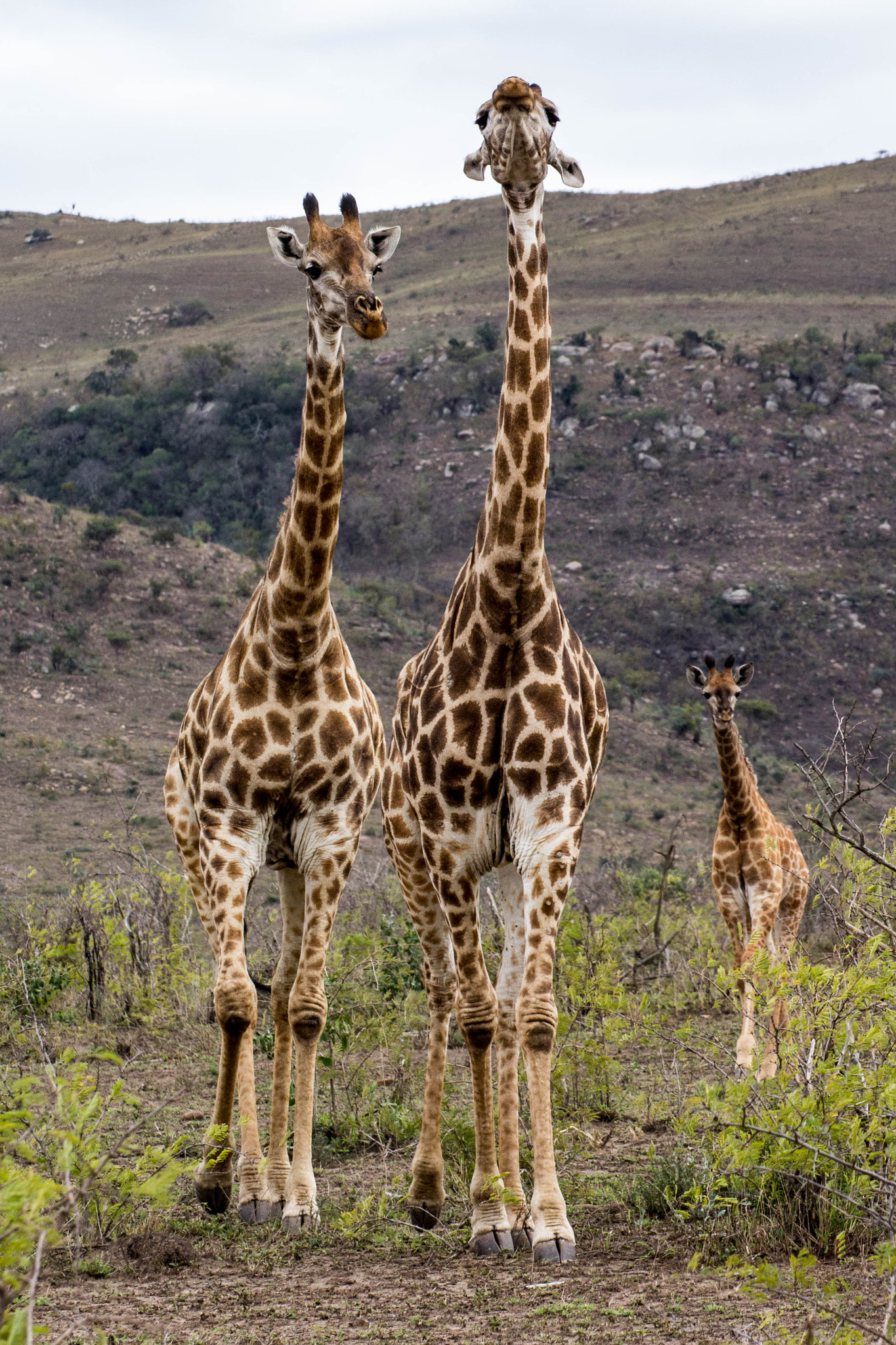 Canon EOS 60D sample photo. Girafas photography