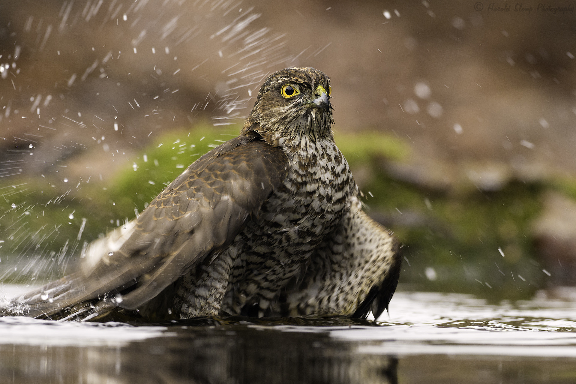 Olympus OM-D E-M1 Mark II + OLYMPUS M.300mm F4.0 sample photo. A sparrow hawk is bading photography