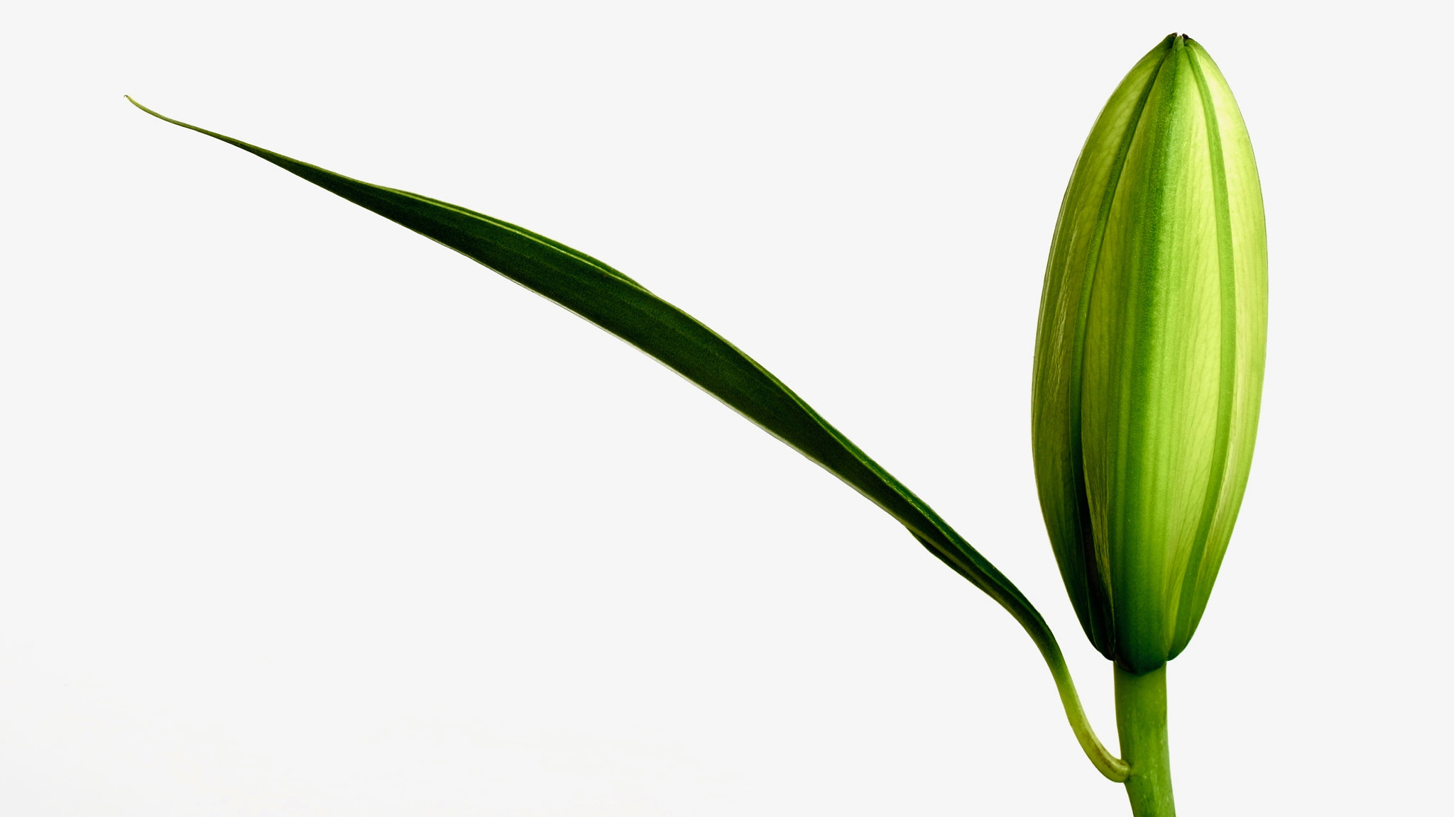 Ricoh GXR A12 sample photo. Lily bud photography