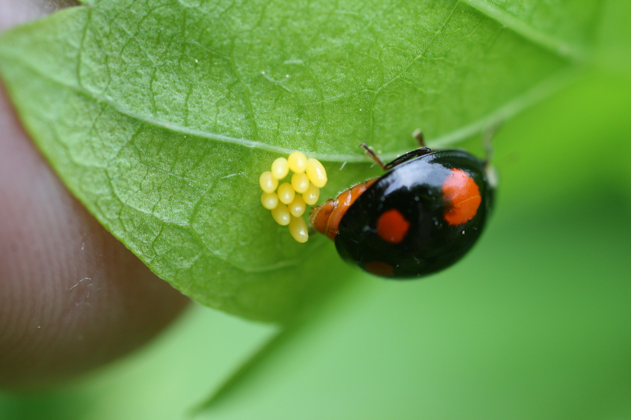 Sigma 50mm f/2.8 EX sample photo. Eggs of the ladybug photography