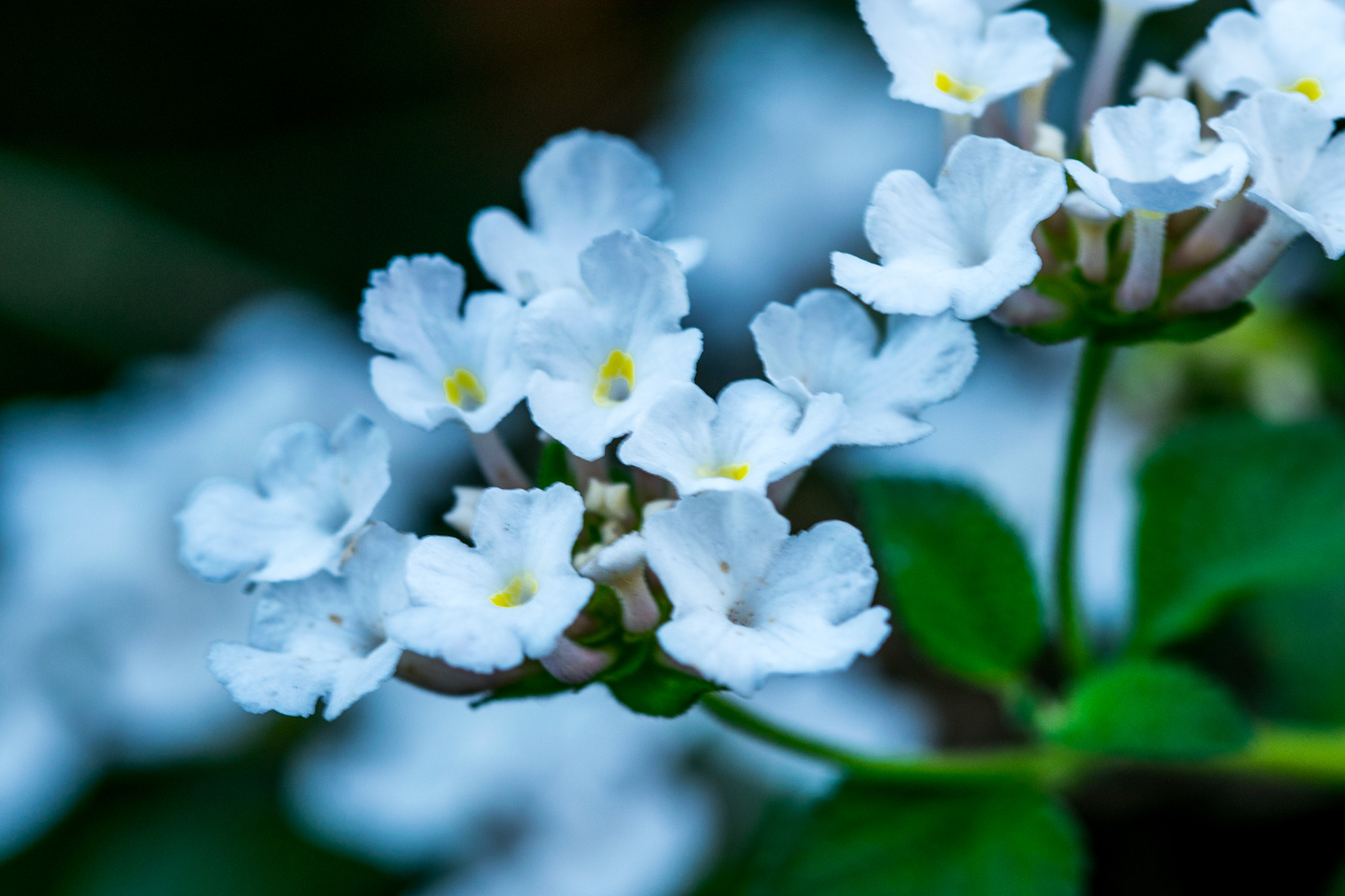 Sigma 105mm F2.8 EX DG OS HSM sample photo. White flower photography