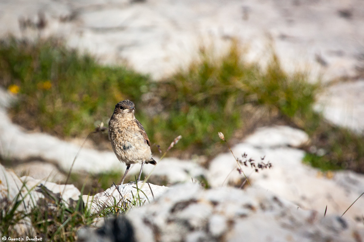 Canon EF 100-400mm F4.5-5.6L IS USM sample photo. Traquet motteux photography