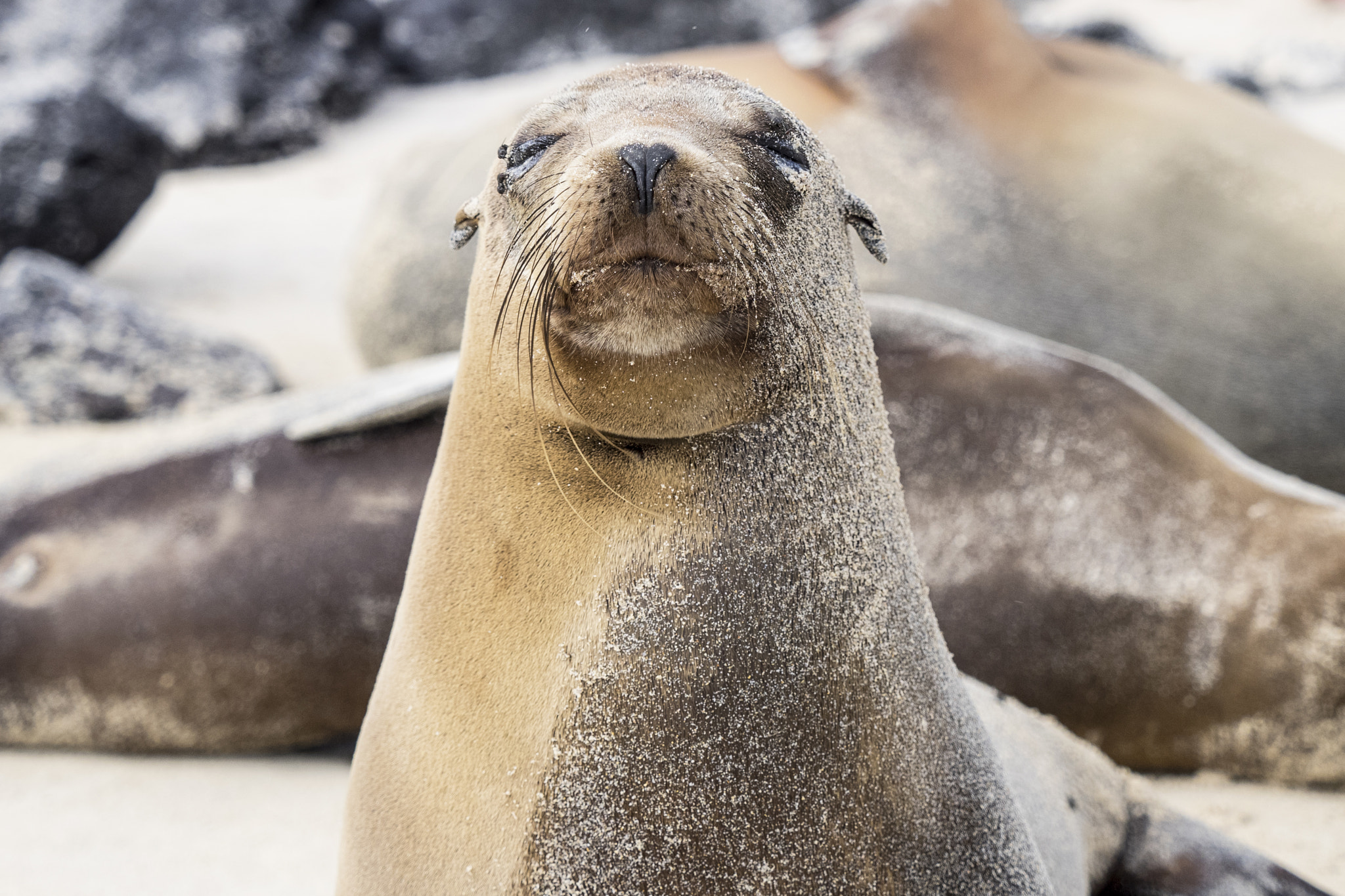 Olympus OM-D E-M1 + Olympus M.Zuiko Digital ED 40-150mm F2.8 Pro sample photo. Sea lion photography