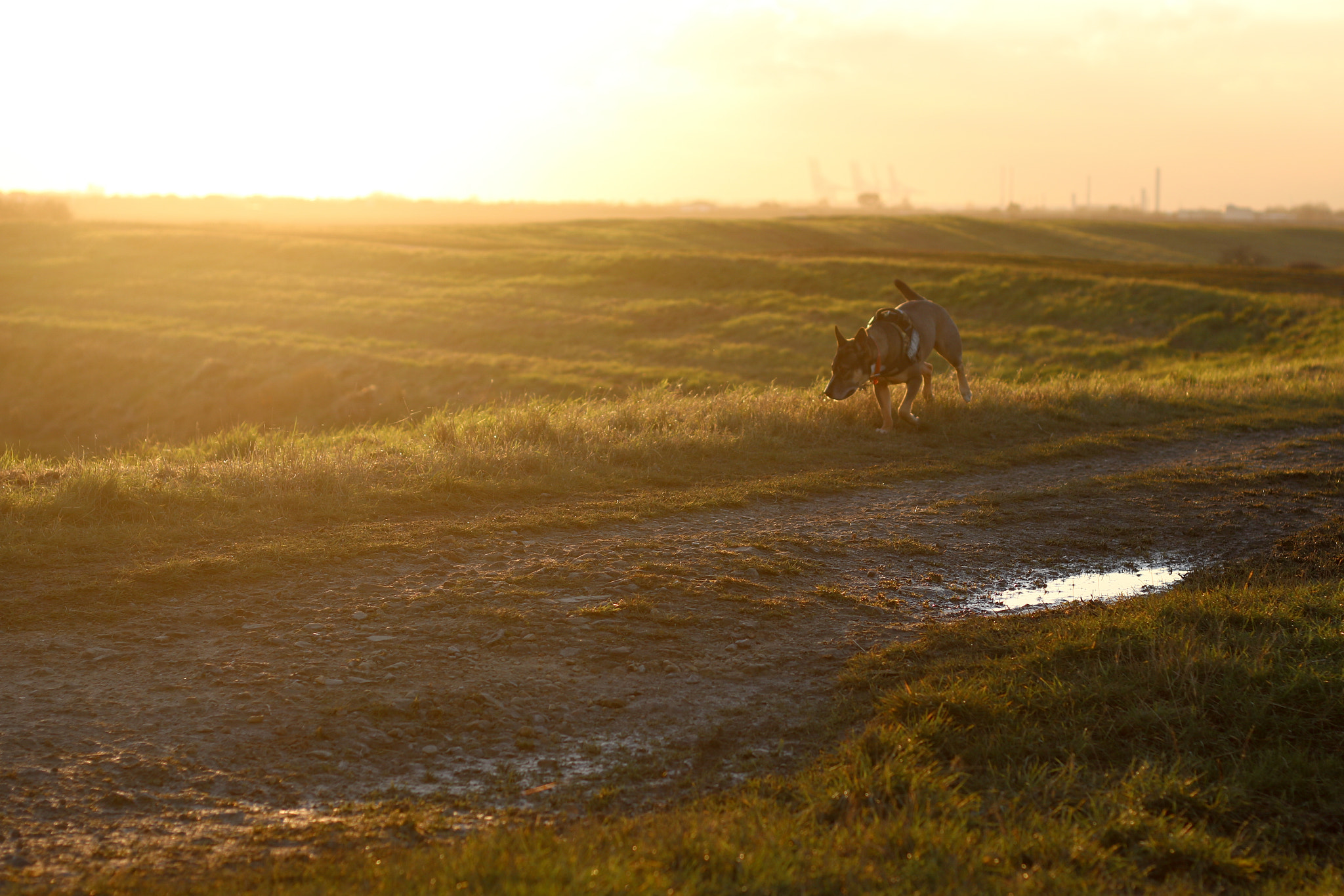 Canon EOS 750D (EOS Rebel T6i / EOS Kiss X8i) + Canon EF 50mm F1.8 II sample photo. Ted at sunset photography