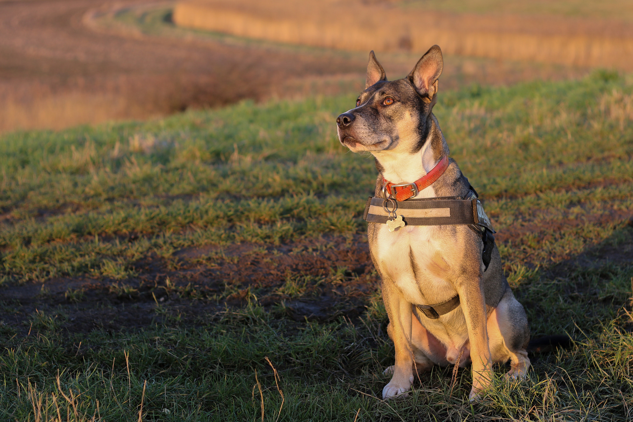 Canon EOS 750D (EOS Rebel T6i / EOS Kiss X8i) + Canon EF 50mm F1.8 II sample photo. Ted at sunset photography