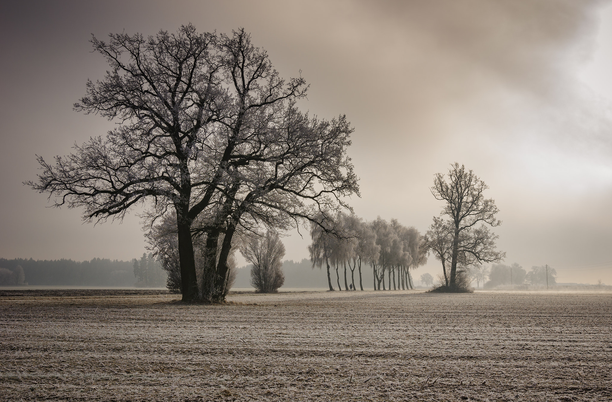 Pentax K-3 II sample photo. Frosty sunshine photography