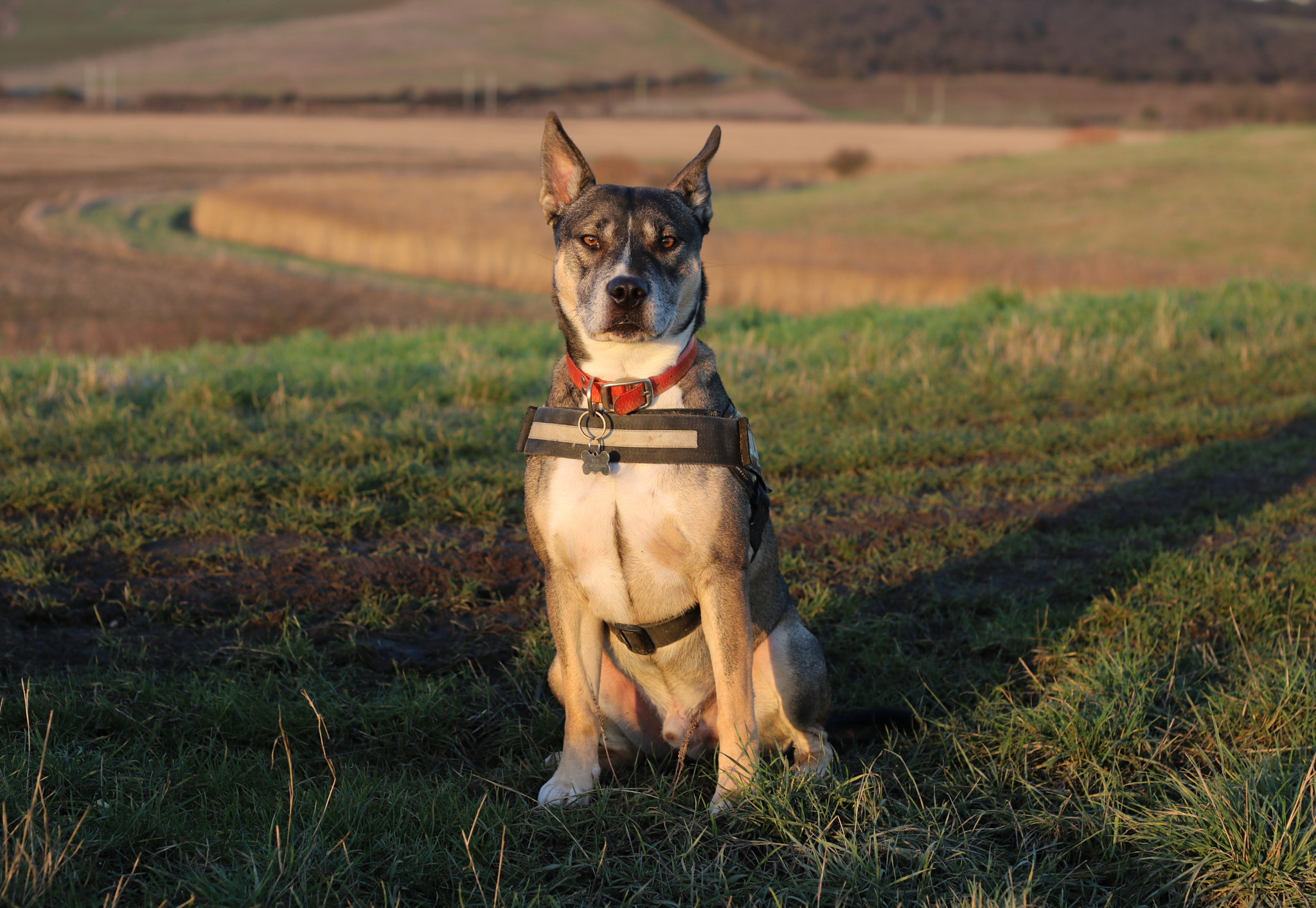 Canon EOS 750D (EOS Rebel T6i / EOS Kiss X8i) + Canon EF 50mm F1.8 II sample photo. Ted at sunset photography