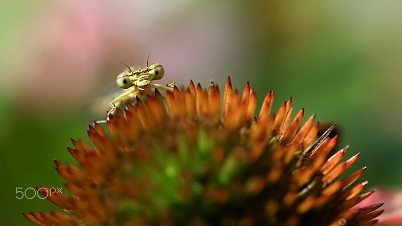 Sigma 105mm F2.8 EX DG Macro sample photo. Dragonfly photography