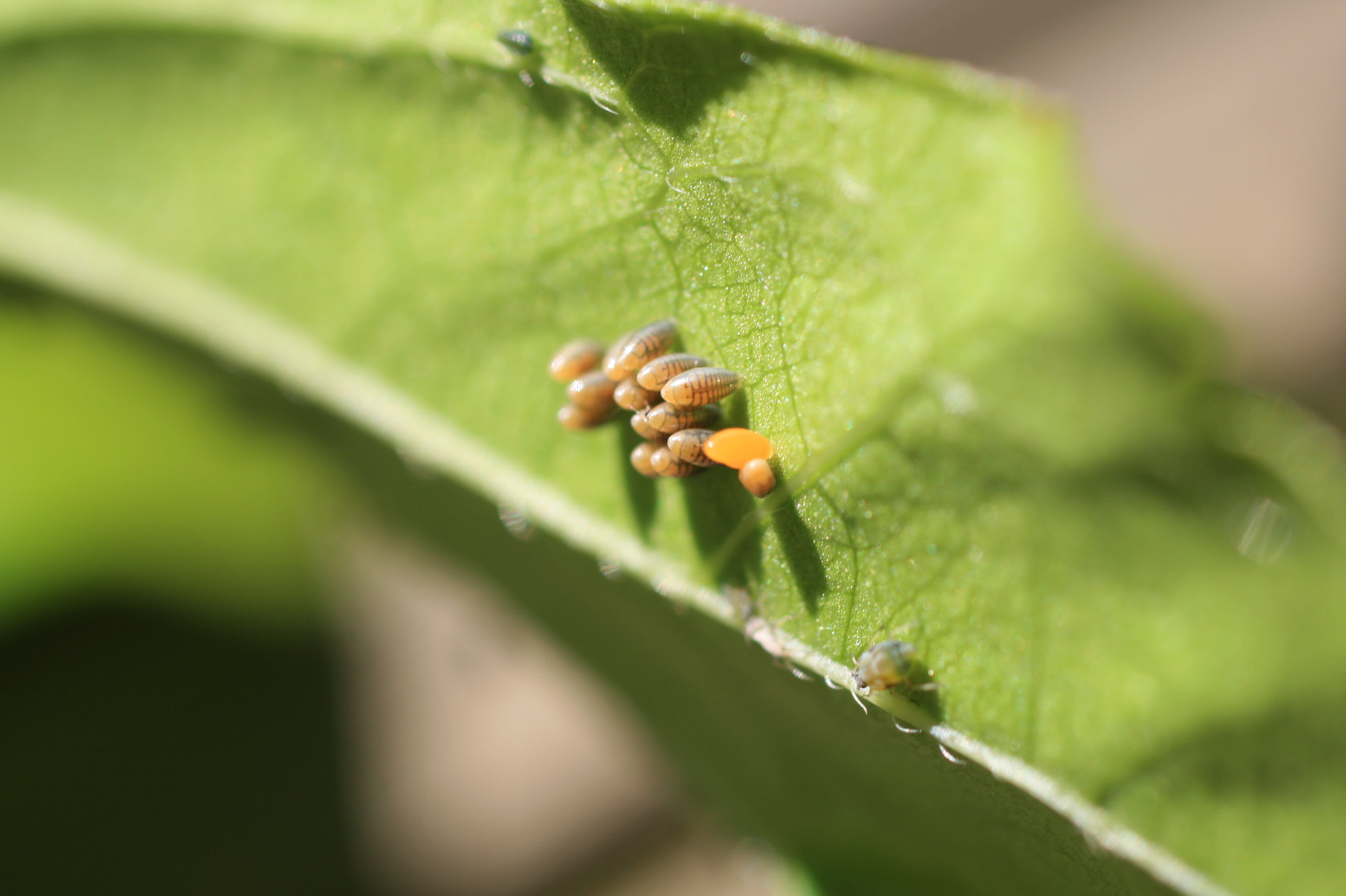 Sigma 50mm f/2.8 EX sample photo. Eggs of the ladybug photography