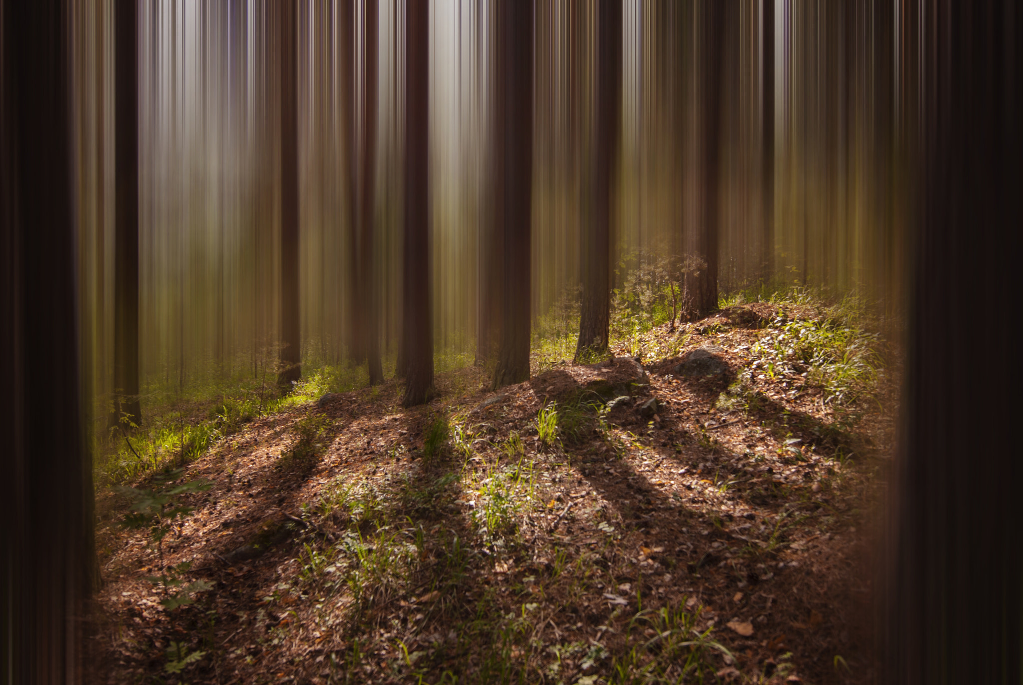 Nikon D200 sample photo. Shadows of fall photography