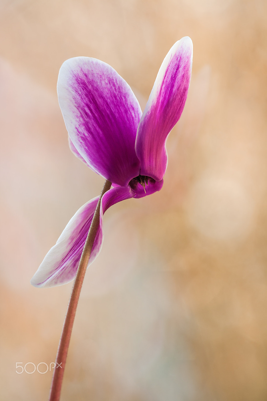 Sigma APO Macro 150mm f/2.8 EX DG HSM sample photo. Homework photography