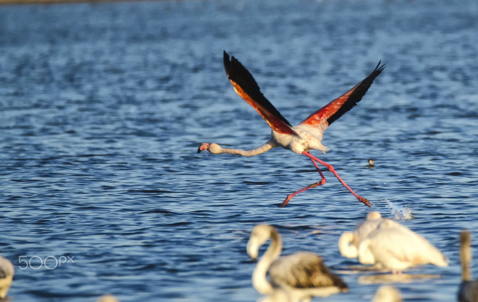 Sigma 150-600mm F5-6.3 DG OS HSM | C sample photo. Stagnodi pilo photography