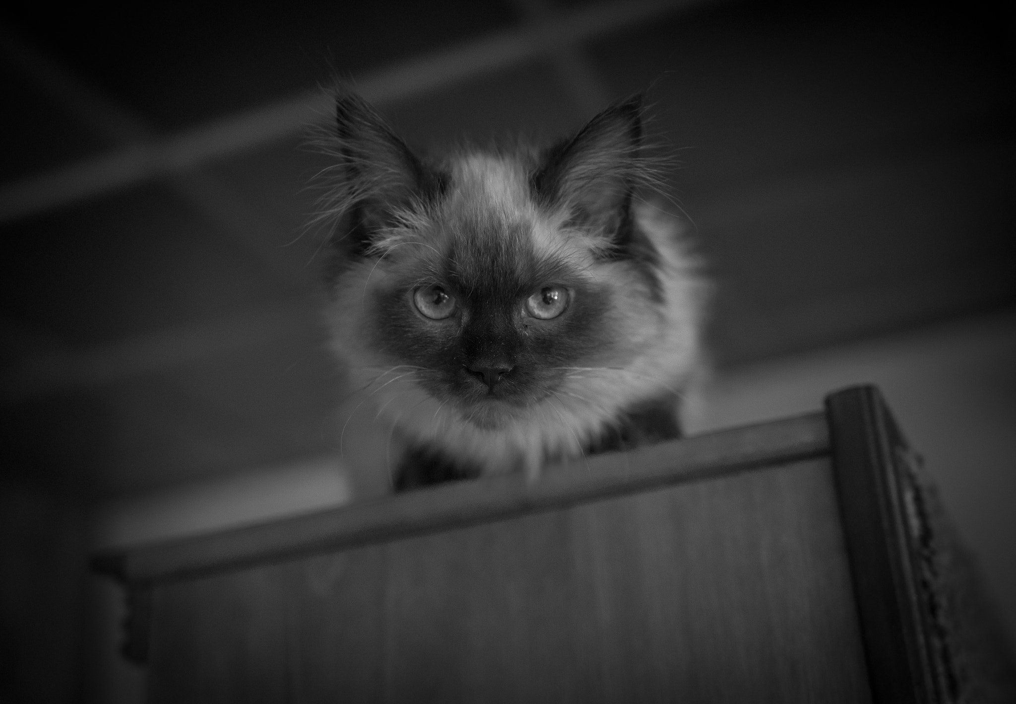 Nikon D5300 + Sigma 18-35mm F1.8 DC HSM Art sample photo. Leave me alone! photography