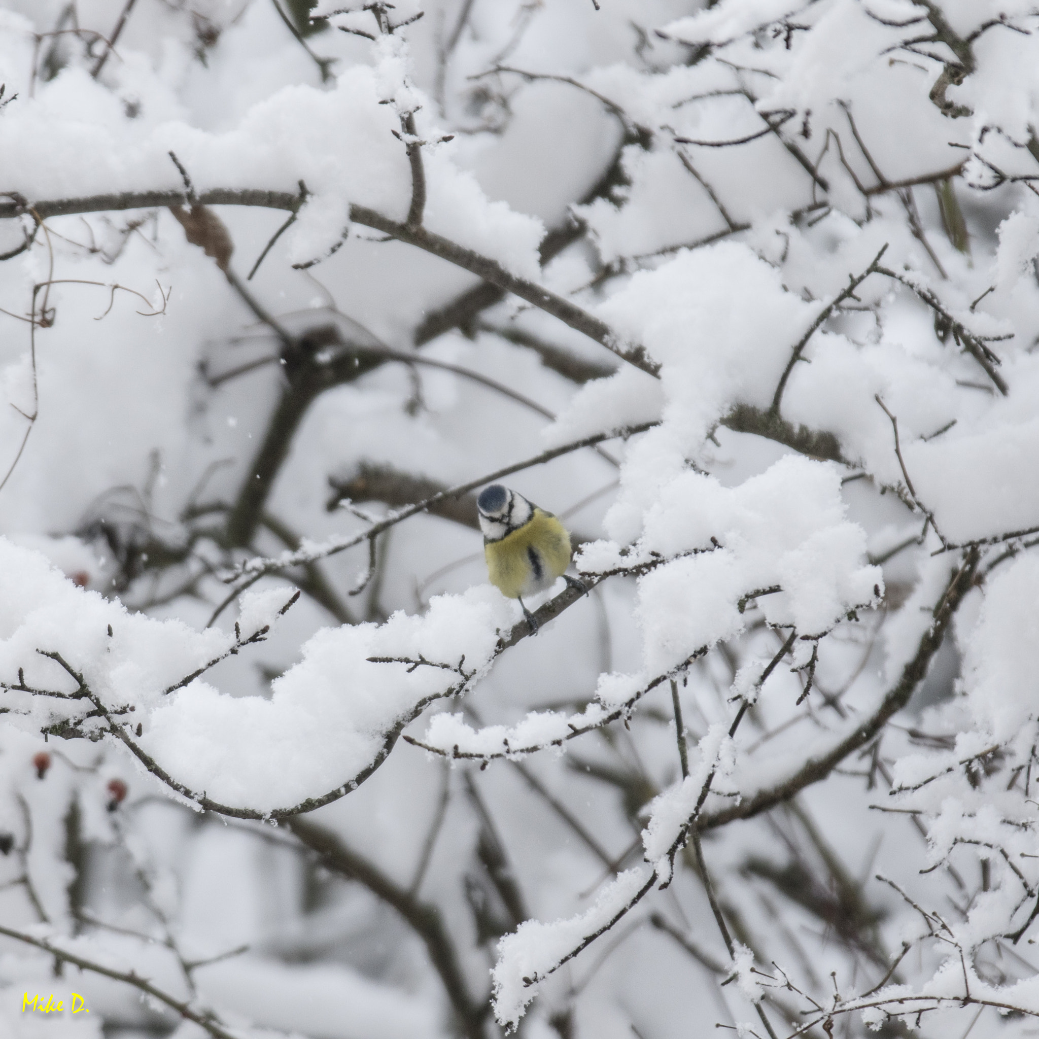 Canon EOS 7D Mark II + Canon EF 70-200mm F2.8L IS II USM sample photo. Mesange bleue dans la neige photography