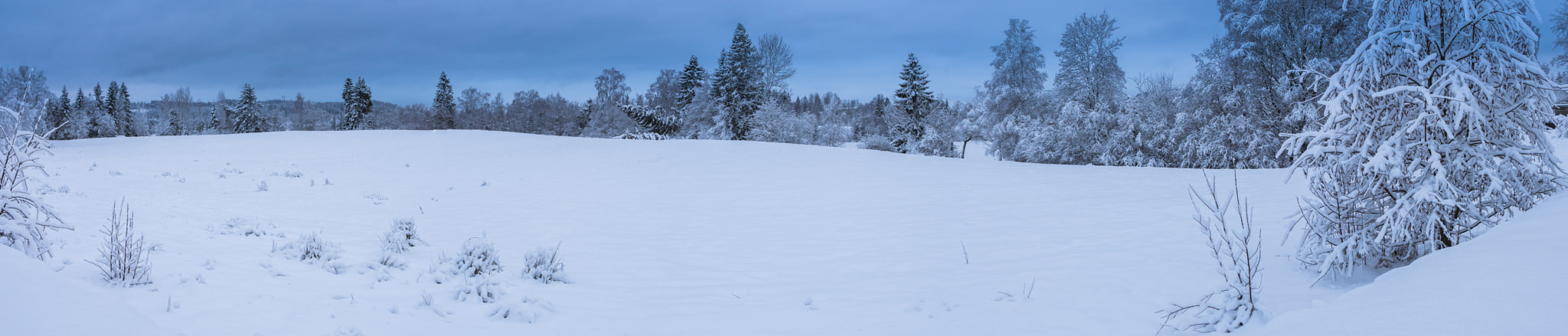 Sony Sonnar T* E 24mm F1.8 ZA sample photo. Winter in the backyard photography