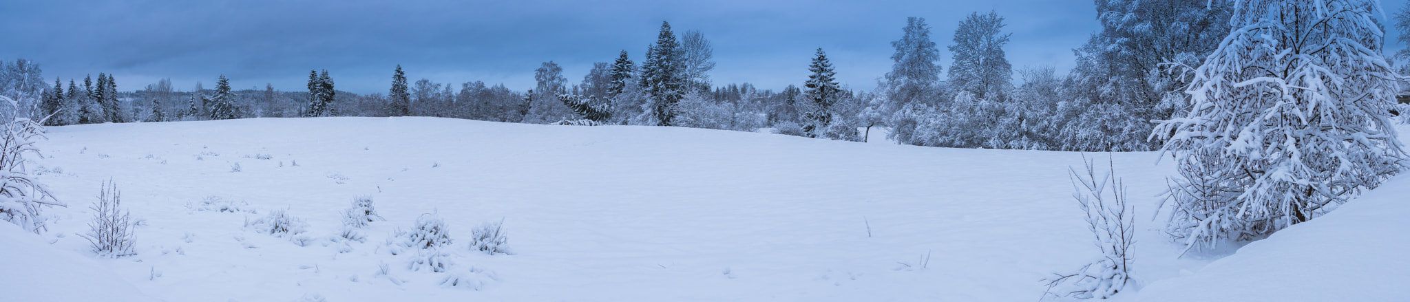 Sony a6500 sample photo. Winter in the backyard photography