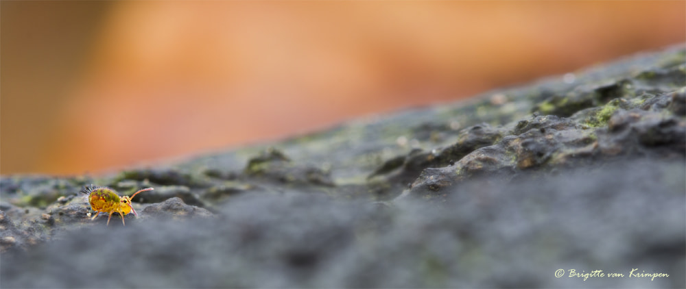Canon EF 100mm F2.8 Macro USM sample photo. Living onthe edge of light photography