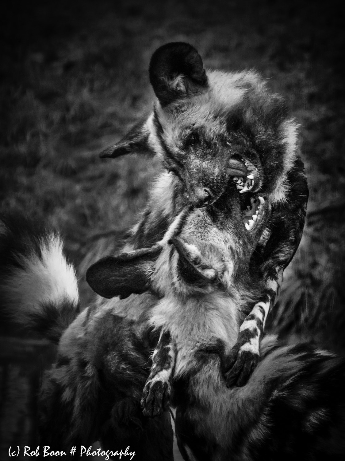 Canon EOS 5DS sample photo. Wild dogs photography