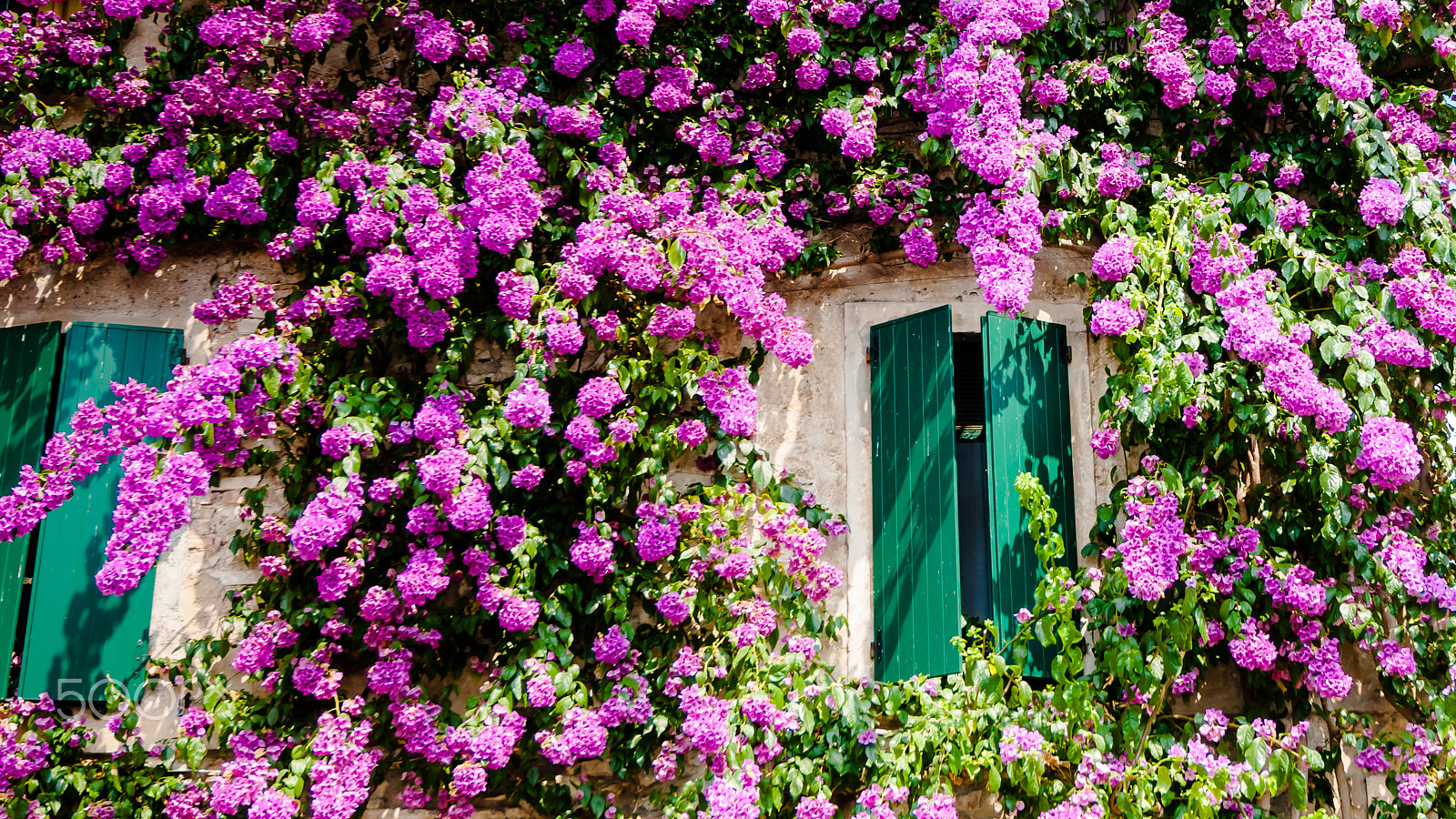 Sony Alpha DSLR-A900 sample photo. Bougainvillea flowers at sirmione lake garda italy, photography