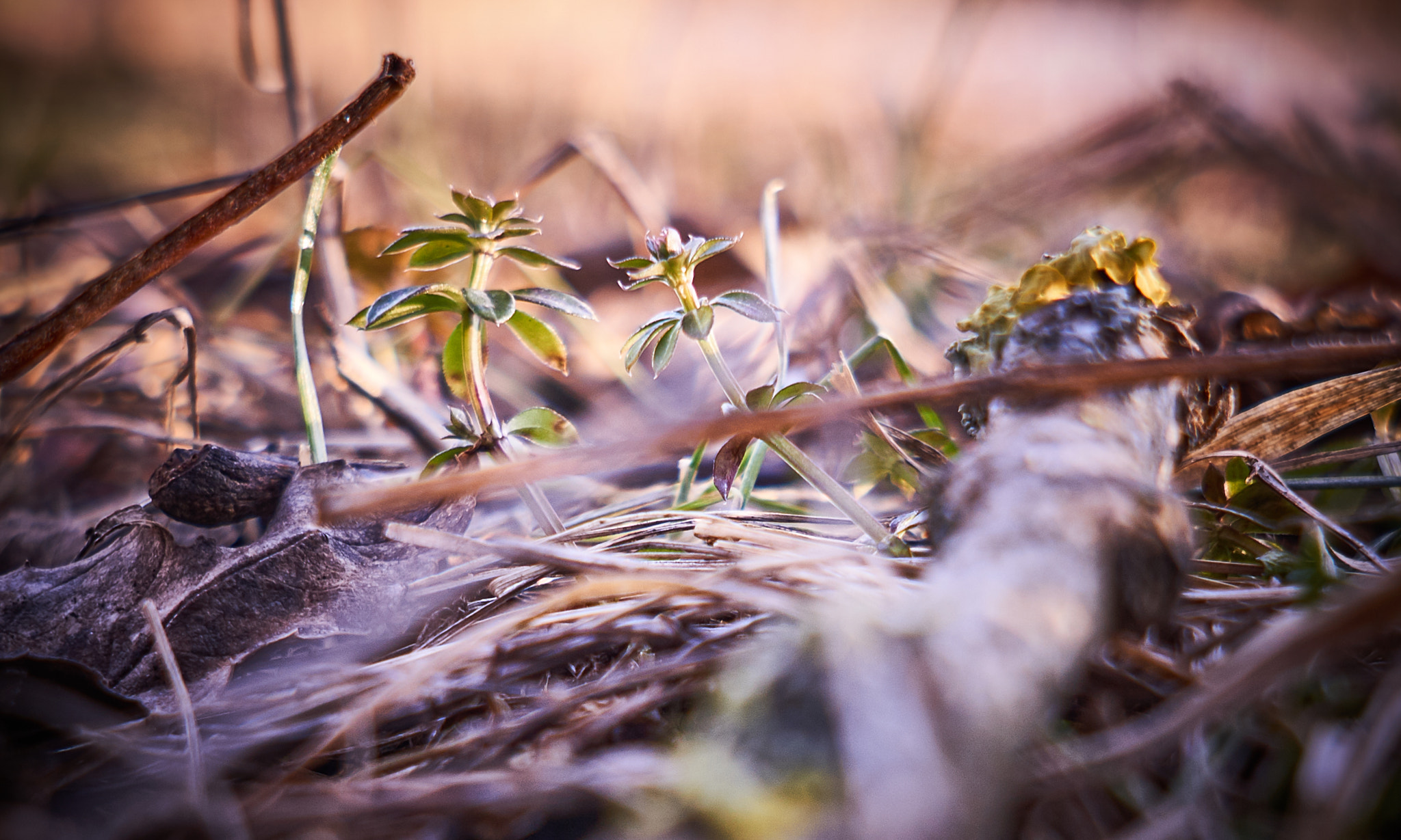 Sigma 19mm F2.8 EX DN sample photo. Little nature photography