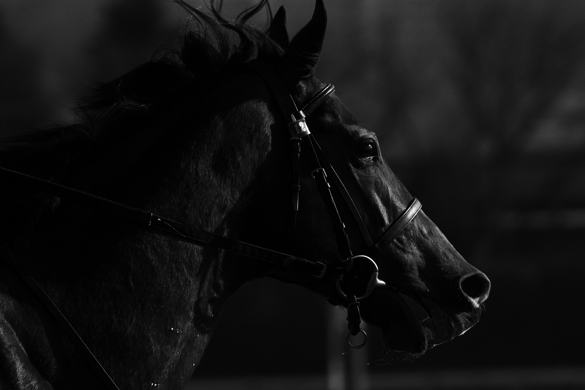 Tamron SP 150-600mm F5-6.3 Di VC USD sample photo. Precision sculpture photography