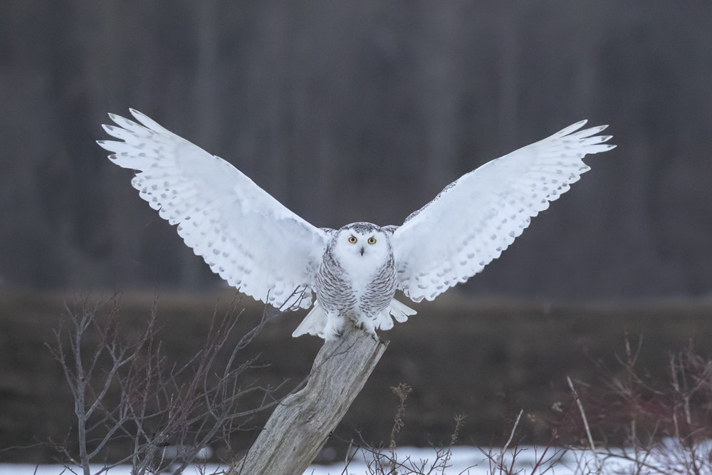 Canon EOS-1D X Mark II sample photo. Snowy owls in fight, eastern canada photography