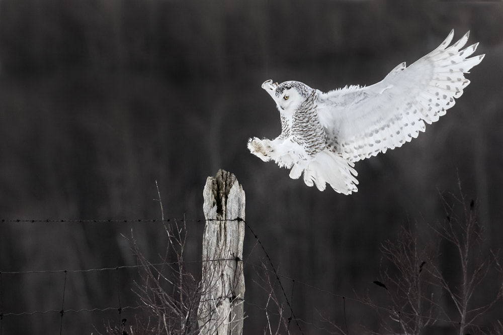 Canon EOS-1D X Mark II sample photo. Snowy owls in fight, eastern canada photography